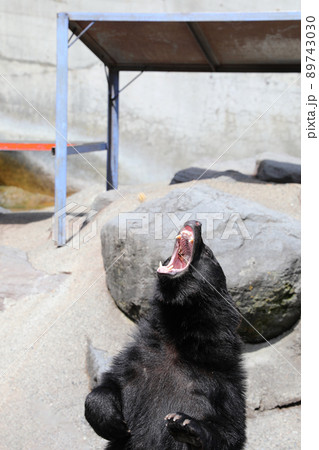 〔岐阜県高山市・奥飛騨クマ牧場・5月〕餌を大口を開けてキャッチするツキノワグマ 89743030