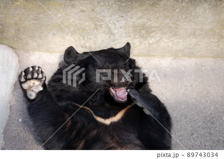 〔岐阜県高山市・奥飛騨クマ牧場・5月〕手を挙げて餌を要求するツキノワグマ 89743034