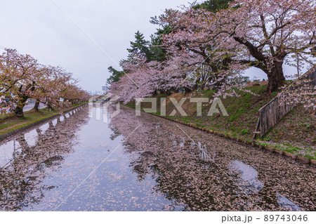 青森県弘前城、お堀を彩る桜の花びらと花筏 89743046
