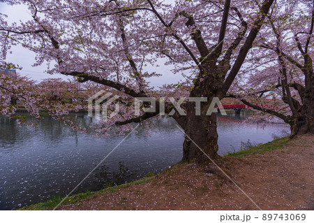 青森県弘前城、お堀を彩る桜の花びらと花筏 89743069