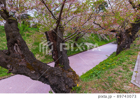 青森県弘前城、お堀を彩る桜の花びらと花筏 89743073