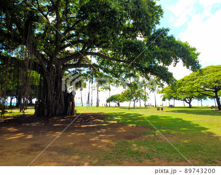 ハワイ カピオラニ公園の風景 ハワイ カピオラニ公園の風景 89743200