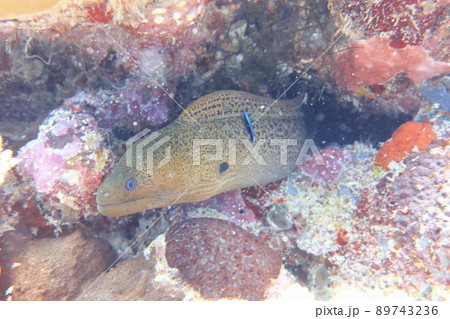 魚 魚類 サカナ 89743236