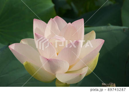 スイレン スイレン 89743287