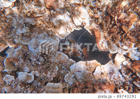 サンゴ 珊瑚 珊瑚礁 89743291