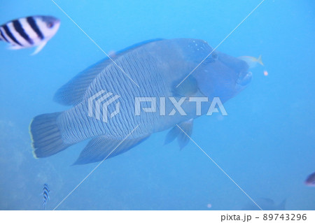 魚 魚類 サカナ 89743296