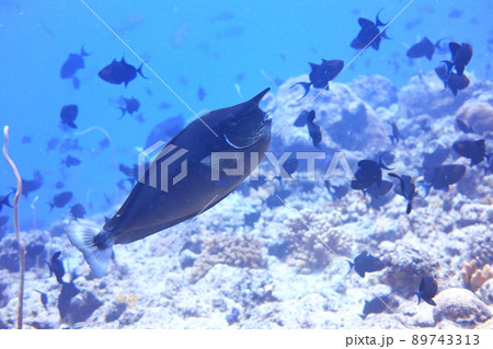 海水魚 海魚 水上 89743313