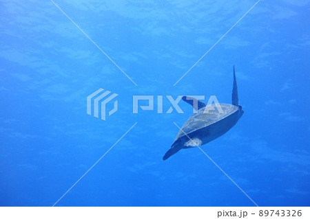 海亀 ウミガメ 海がめ 89743326