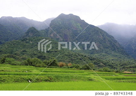 たんぼ 田んぼ 田圃 89743348