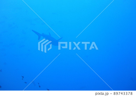 サメ 鮫 シャーク 89743378