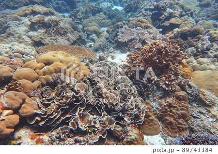 サンゴ 珊瑚 珊瑚礁 89743384