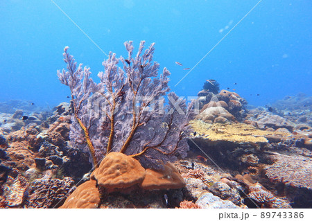 サンゴ 珊瑚 珊瑚礁 89743386
