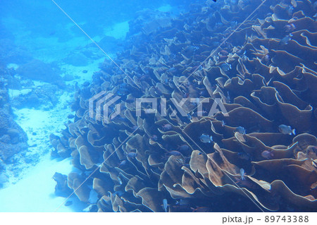 サンゴ 珊瑚 珊瑚礁 89743388