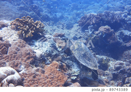 海中 サンゴ 珊瑚 89743389