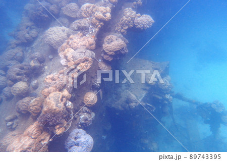 サンゴ 珊瑚 珊瑚礁 89743395