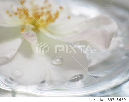 水盆に浮くマリーアンドラマルティーヌという薔薇の花 水盆に浮くマリーアンドラマルティーヌという薔薇の花 89743620