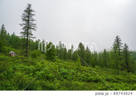 Atmospheric green forest landscape with firs in mountains. Minimalist scenery with edge coniferous forest in light mist. Alpine tranquil landscape at early morning. Atmospheric green forest landscape with firs in mountains. Minimalist scenery with edge coniferous forest in light mist. Alpine tranquil landscape at early morning. 89743624
