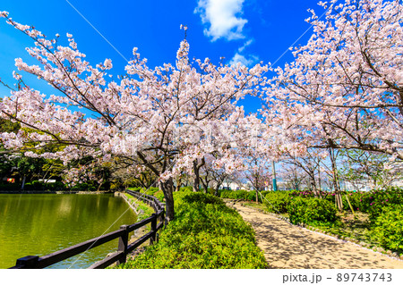 大村公園の桜　【長崎県大村市】 89743743