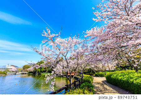 大村公園の桜　【長崎県大村市】 89743751