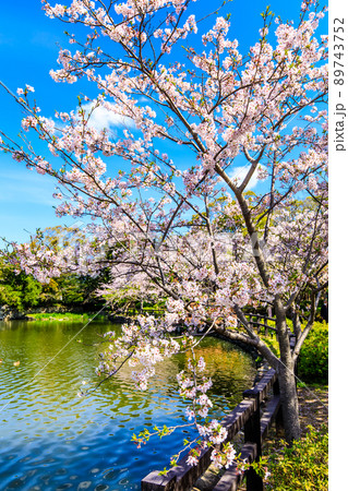 大村公園の桜　【長崎県大村市】 89743752