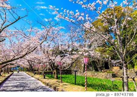 大村公園の桜　【長崎県大村市】 89743786