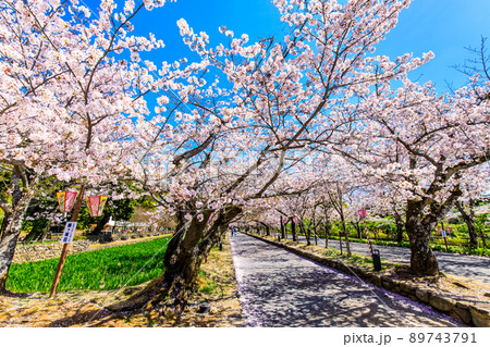 大村公園の桜　【長崎県大村市】 89743791