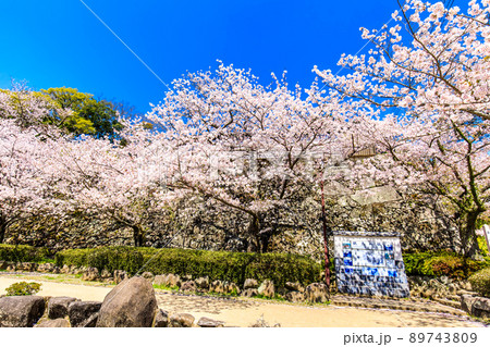 大村公園の桜 【長崎県大村市】 大村公園の桜 【長崎県大村市】 89743809