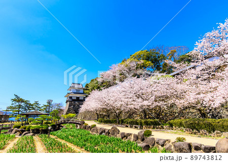 大村公園の桜　【長崎県大村市】 89743812