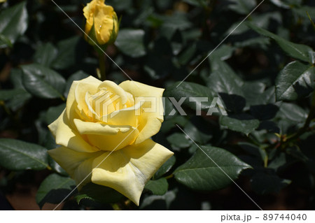 緑に映える黄色い春のバラ 89744040