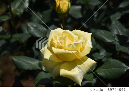 緑に映える黄色い春のバラ 89744041