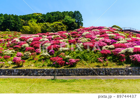 長串山公園のツツジ 長崎県佐世保市鹿町町 の写真素材