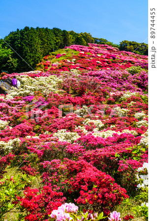 長串山公園のツツジ　【長崎県佐世保市鹿町町】 89744455
