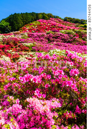 長串山公園のツツジ　【長崎県佐世保市鹿町町】 89744456