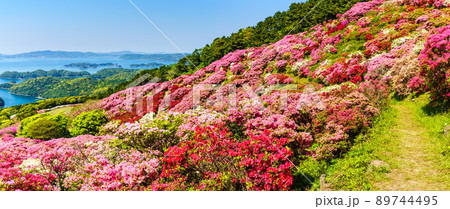長串山公園のツツジ　九十九島を望む　パノラマ　【長崎県佐世保市鹿町町】 89744495