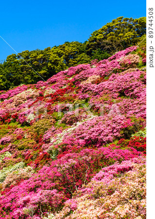 長串山公園のツツジ　【長崎県佐世保市鹿町町】 89744508