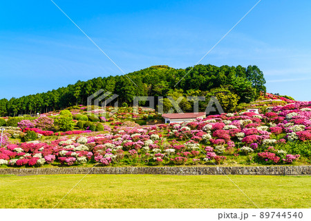 長串山公園のツツジ　【長崎県佐世保市鹿町町】 89744540