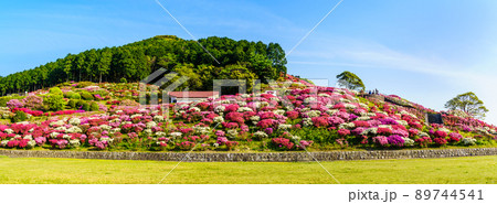 長串山公園のツツジ　パノラマ　【長崎県佐世保市鹿町町】 89744541