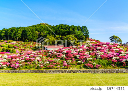 長串山公園のツツジ　【長崎県佐世保市鹿町町】 89744551