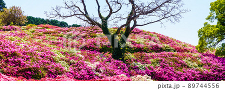 長串山公園のツツジ パノラマ 【長崎県佐世保市鹿町町】 長串山公園のツツジ パノラマ 【長崎県佐世保市鹿町町】 89744556