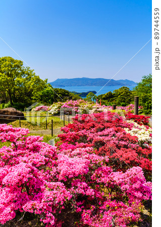 長串山公園のツツジ 長崎県佐世保市鹿町町 の写真素材