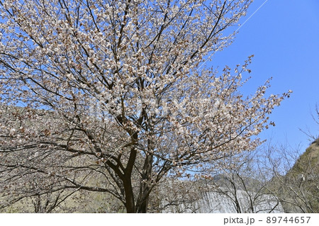 足尾銅山跡 銅親水公園の山桜に足尾松木川渡瀬源流砂防ダム 足尾銅山跡 銅親水公園の山桜に足尾松木川渡瀬源流砂防ダム 89744657