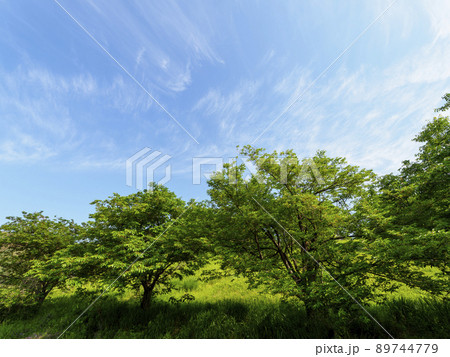 新緑の桜と青空の風景 89744779