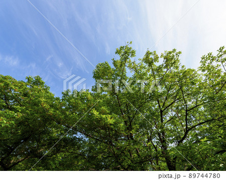 新緑の桜と青空の風景 89744780