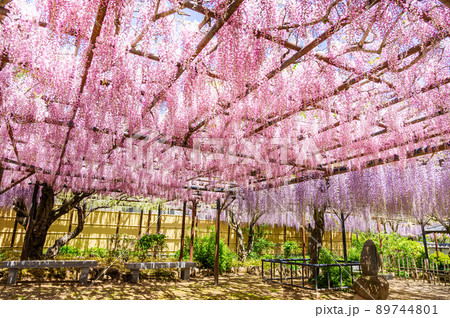 鮮やかなピンク色の藤の花 89744801