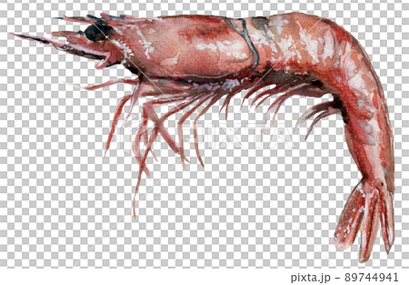 鬚赤蝦 鬚赤蝦 89744941