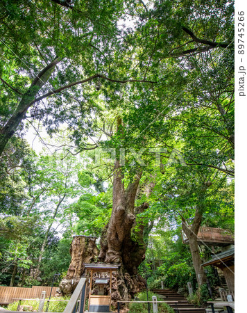 来宮神社　神社風景 89745266
