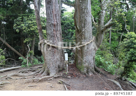 ポンポン山の大杉(天狗杉) 89745387