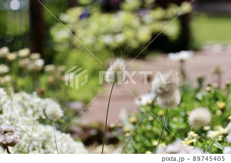 ラグラスバニーテールが揺れる花壇 ラグラスバニーテールが揺れる花壇 89745405