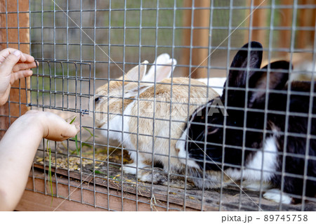 Cute rabbits on animal farm in rabbit-hutch. Bunny in cage on natural eco farm. Animal livestock and ecological farming. Child feeding a pet rabbit through the gap in the cage. 89745758