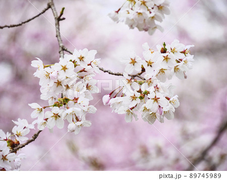 山梨県忍野村忍野八海の春 山梨県忍野村忍野八海の春 89745989